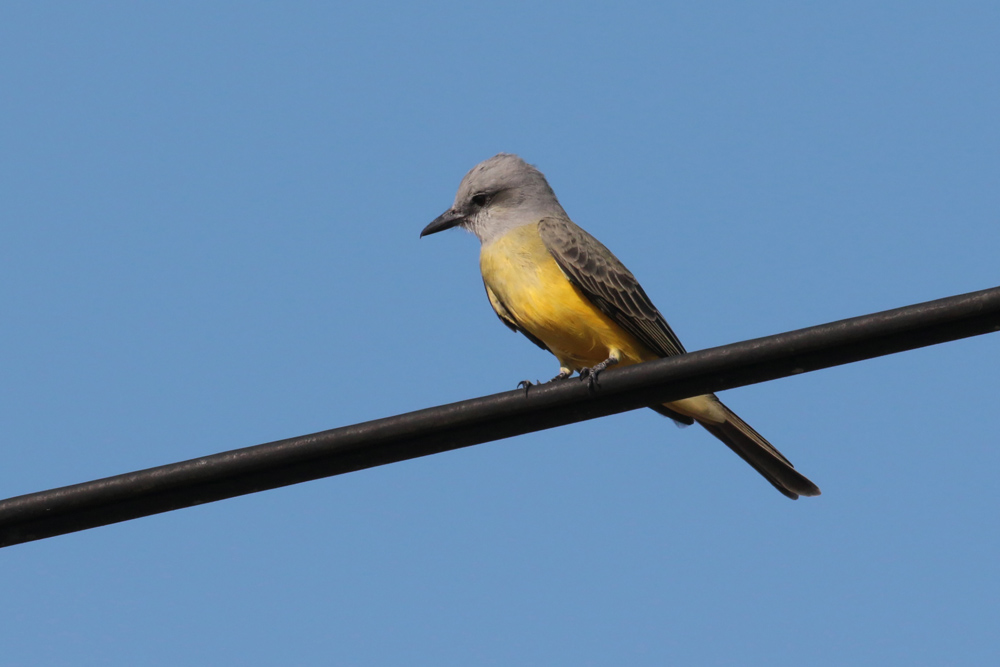 Tropical Kingbird